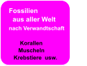 Fossilien   aus aller Welt nach Verwandtschaft                     Korallen       Muscheln    Krebstiere  usw.